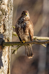 Birds of prey - Common buzzard (Buteo buteo) in the autumn woods. Wildlife scenery. Predator.