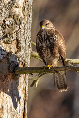 Birds of prey - Common buzzard (Buteo buteo) in the autumn woods. Wildlife scenery. Predator.