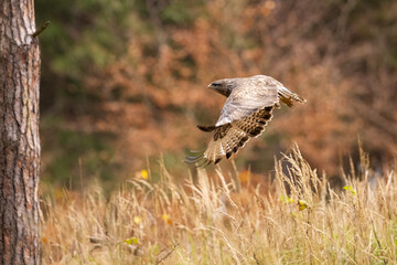 Birds of prey - Common buzzard (Buteo buteo) flies in the autumn woods. Wildlife scenery. Predator.