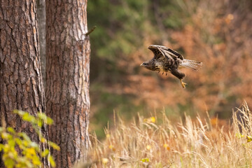 Birds of prey - Common buzzard (Buteo buteo) flies in the autumn woods. Wildlife scenery. Predator.
