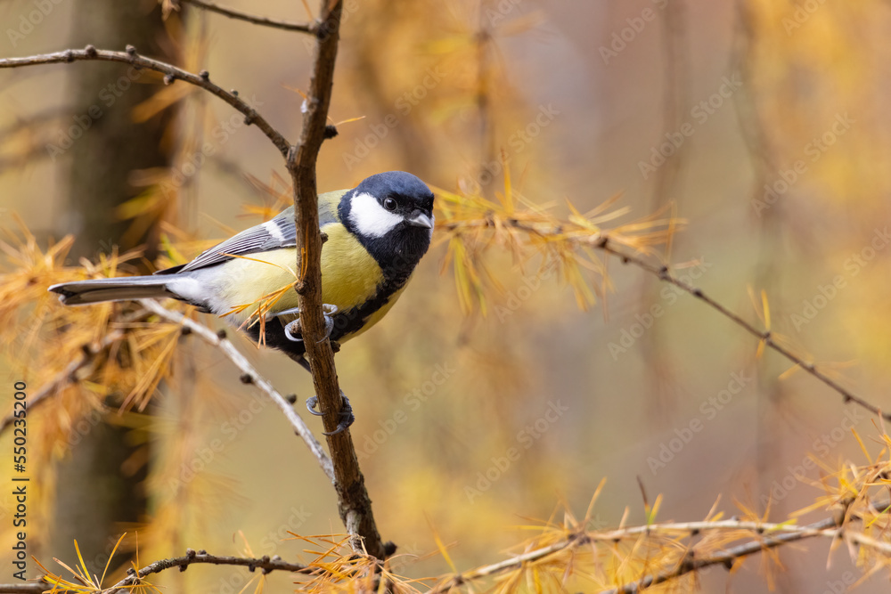 Poster Great Tit (Parus Major) on branch. Wildlife scenery.