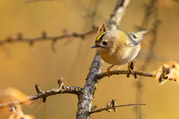 Goldcrest, regulus regulus.  The bird sitting on a branch. 
