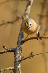 Goldcrest, regulus regulus.  The bird sitting on a branch. 
