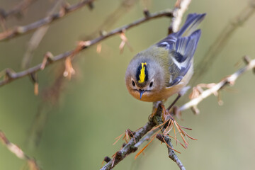 Goldcrest, regulus regulus.  The bird sitting on a branch. 