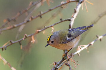 Goldcrest, regulus regulus.  The bird sitting on a branch. 