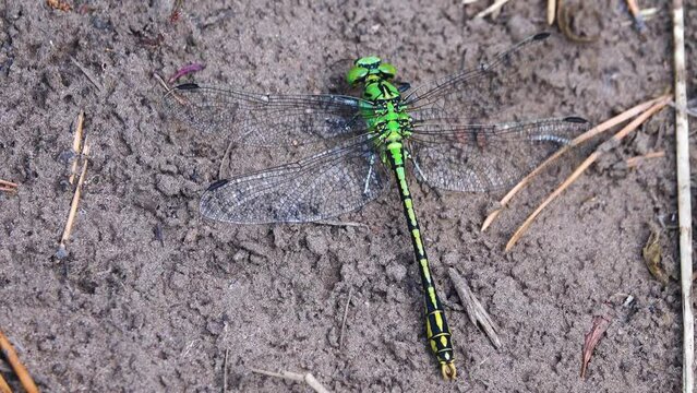 large dragonfly (Aeshna) on the mountainous coast of lake Baikal in Siberia