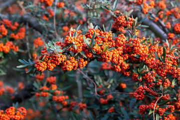 Firethorn, pyracantha, ripe fruits in autumn close-up