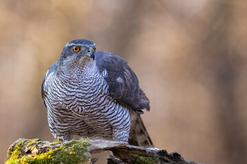 Goshawk sittings in the branch in the forest (Accipiter gentilis)