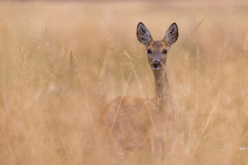 Roe deer female stands in the meadow in tall grass (capreolus capreolus) wildlife scenery