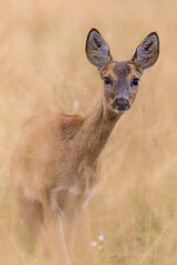 Roe deer female stands in the meadow in tall grass (capreolus capreolus) wildlife scenery