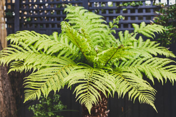 Dicksonia Antarctica fern tree with young lush fronds