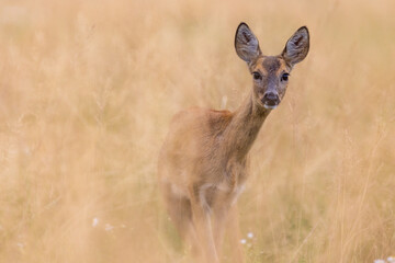 Roe deer (capreolus capreolus)  female stands in the meadow in tall grass wildlife scenery