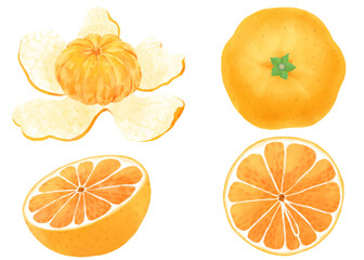 ミカンの水彩イラストセット／Mandarin orange watercolor illustration set