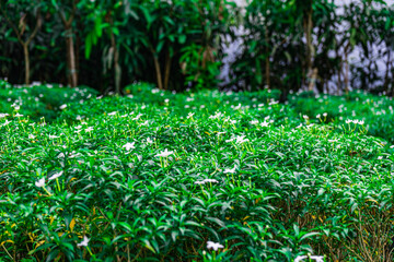 planted with green bed young chili flower pepper bud, selective focus