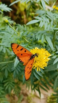 Butterflies spread wings on yellow marigold flowers, beautiful nature background.