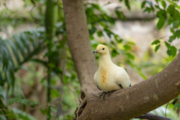 Ducula bicolor in zoo park