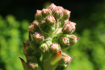 Sempervivum tectorum rojnik murowy