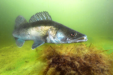 Freshwater fish Pikeperch (Sander lucioperca) in the beautiful clean pound. Underwater shot of the...