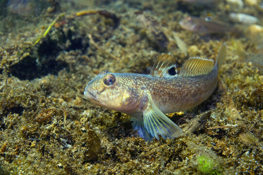 Round goby (Neogobius melanostomus) in the beautiful clean river. Underwater shot in the Danube river. Wildlife animal. Invasive species Round goby in the nature habitat with a nice background.