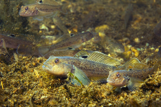 Round goby (Neogobius melanostomus) in the beautiful clean river. Underwater shot of Round goby group.  animal. Invasive species Round goby in the nature habitat with a nice background.