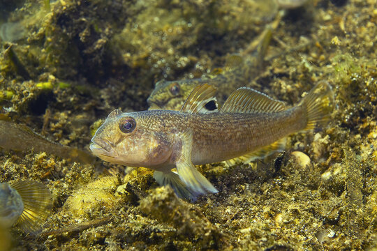 Round goby (Neogobius melanostomus) in the beautiful clean river. Underwater shot in the Danube river. Wild life animal. Invasive species Round goby in the nature habitat with a nice background.