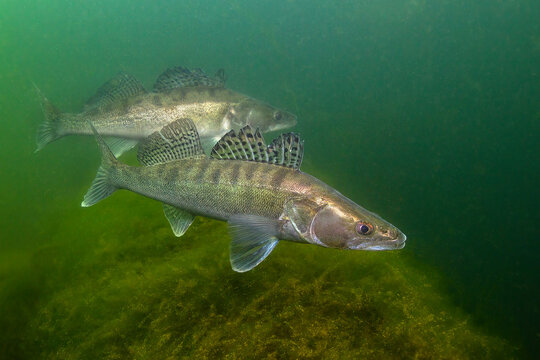 A group of freshwater fish Pikeperch (Sander lucioperca) in the beautiful clean pound. Underwater shot of the Zander. Wildlife animal. Pike perch in the nature habitat with nice background.
