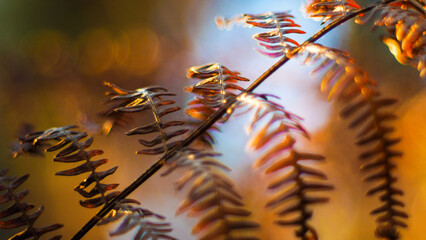 Macro de feuilles de fougère aux teintes orangées, mises en valeur par la lumière du coucher de soleil, dans la forêt des Landes de Gascogne
