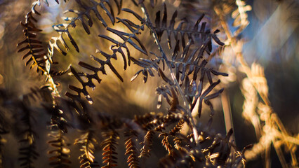 Macro de feuilles de fougère aux teintes orangées, mises en valeur par la lumière du coucher de soleil, dans la forêt des Landes de Gascogne