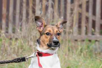 Dog with a leash.Cute pedigree dog walks on the street.The concept of safe walking of pets.