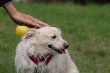 Close up dog portrait.A man's hand is stroking the head of a funny white dog. Love for pets and friendship concept.