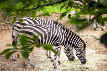 Fototapeta na wymiar Zebra in the safari park