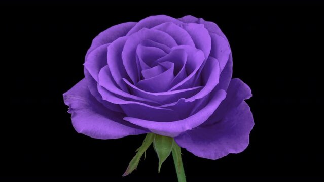 Amazing purple Rose flower background. Trend colour 2022 Wedding backdrop, Valentine's Day concept. Mother's day, Holiday, Love, birthday