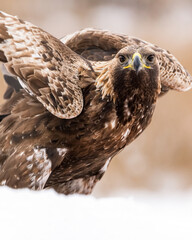Golden eagle portrait in winter