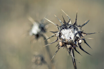 Macro of a dry thistle
