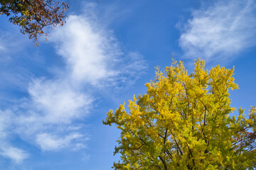 黄葉した大きなイチョウの木2