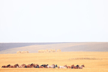 Fototapeta na wymiar horses running across the steppe, dynamic freedom herd