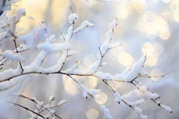 winter background branches snow park nature