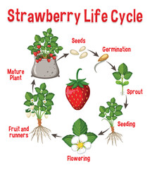 Life cycle of strawberry diagram