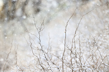 Fototapeta na wymiar winter background branches snow park nature