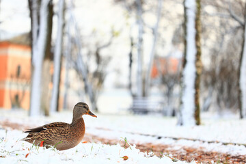 duck first snow autumn bird park