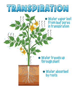 Diagram showing plant transpiration