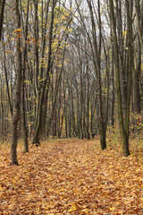Las Karczówka jesień 