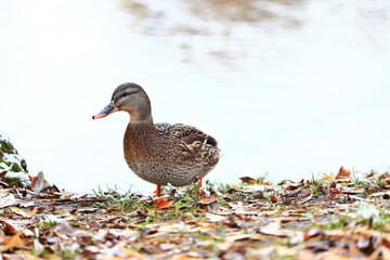 duck first snow autumn bird park