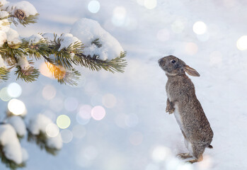 The rabbit is the symbol of the year.