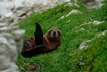 Waving fur seal 