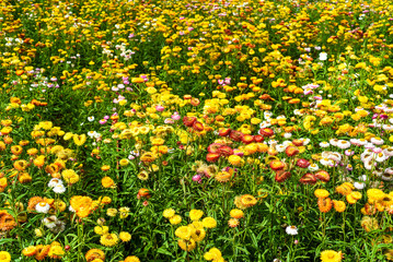 Field of Xerochrysum bracteatum, commonly known as the golden everlasting or strawflower 