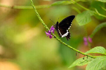 a cute black winged butterfly nourishing a flower