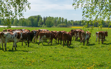Naklejka na ściany i meble Dairy cows in field of farm
