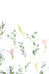Beautiful floral background - twigs of eucalyptus parvifolia, alstroemeria flowers on a white background.