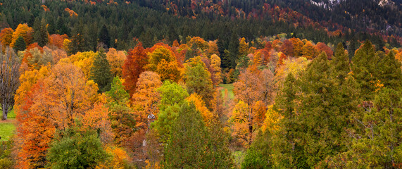 Autumn Mixed Forest View from Park of Linderhof Palace, Bavarian Alps, Oberammergau, Bavaria, Germany, Europe